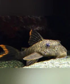 L-106 Orange Seam Pleco