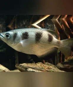 Banded Archer Fish
