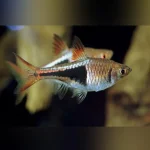 Harlequin Rasbora (Lot of 6)