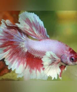 Dumbo Ear Betta Male Veil Tail