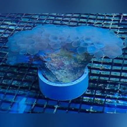 Bubble Coral