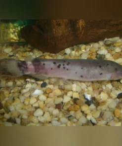 Electric Catfish