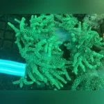 Rasta Leather Aussie Coral