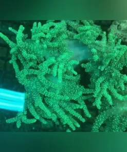 Rasta Leather Aussie Coral