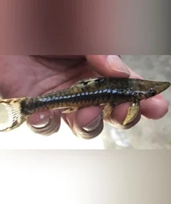Giant Otocinclus