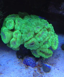 Alternative view of Red and Green Candy Cane Coral