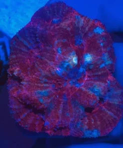 Red Bowerbankii Coral