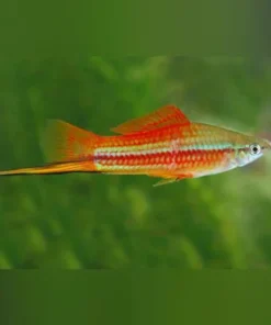 Pineapple Swordtail