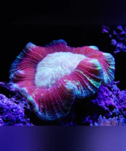 Red Brain Coral
