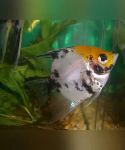 Koi Angelfish
