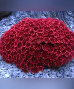 Red Flower Pot Coral