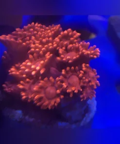 Red Goniopora Coral Frag