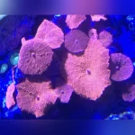 Red Mushroom Coral