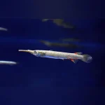 Platinum Half Beak