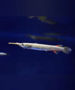 Platinum Half Beak