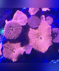 Red Mushroom Coral