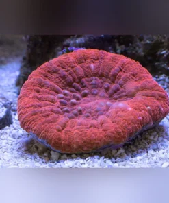 Red Scolymia Coral