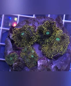 Ricordea Mushroom Coral