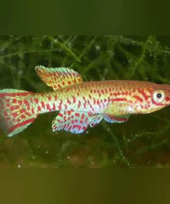 Gardneri Killi