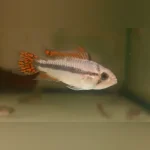 Apisto Cacatuoides Double Red