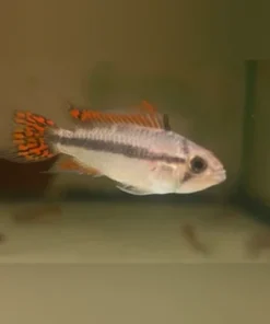 Apisto Cacatuoides Double Red