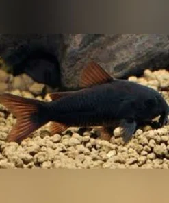 Black Venezuelan Cory