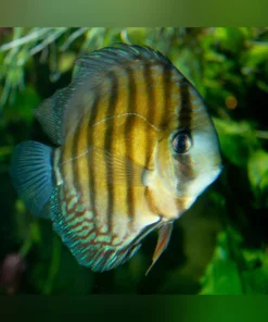 Peru Wild Discus