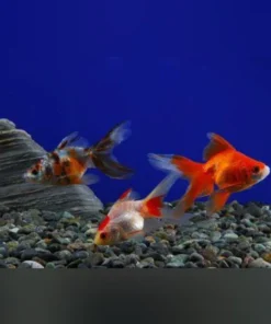 Calico Fantail Goldfish