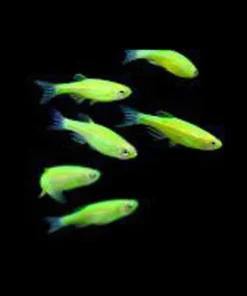 Electric Green Glo Danio