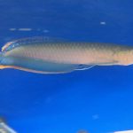 Blue Black Arowana Fish