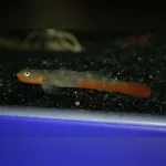 Lipstick Goby