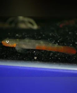 Lipstick Goby