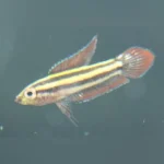 Licorice Gourami
