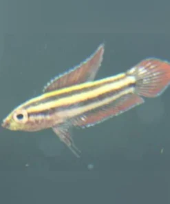 Licorice Gourami