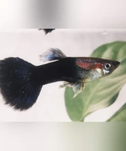 Black Phantom Guppy (Pair)
