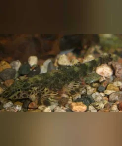 Green Lizard Loach