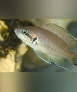 Brichardi Cichlid