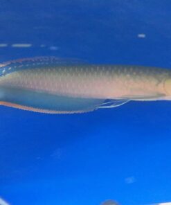 Blue Black Arowana Fish