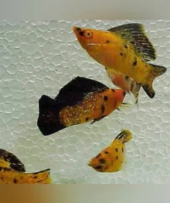 Harlequin Sailfin Molly