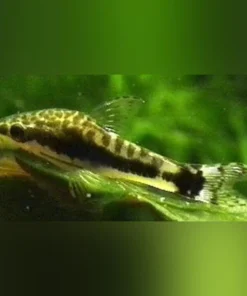 Otocinclus Algae Eater