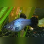 Neon Blue Wag Platy (Lot of 4)
