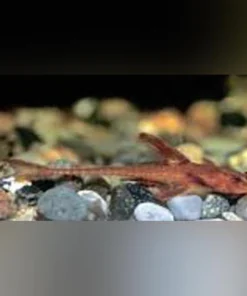 L-10A Red Lizard Pleco