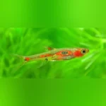 Phoenix Rasbora