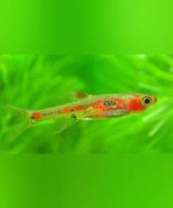 Phoenix Rasbora