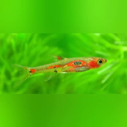 Phoenix Rasbora