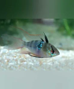Long Fin Blue Ram
