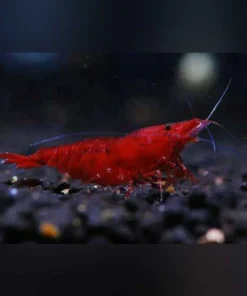 Bloody Mary Shrimp