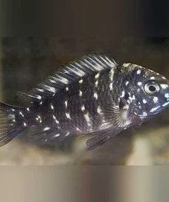 Tropheus Duboise