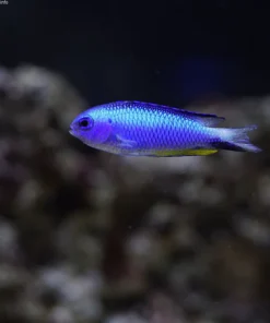 Allen's Damselfish