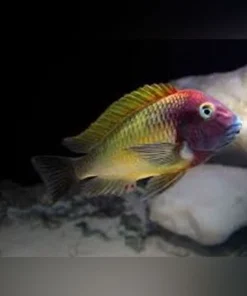 Tropheus Moorii Ilangi